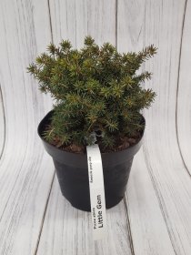 Spygliuotis, eglė paprastoji "Little Gem", vazonas 3 l.