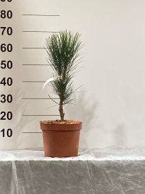 Spygliuotis, pušis "Green Rocket", vazonėlio skersmuo 23 cm.