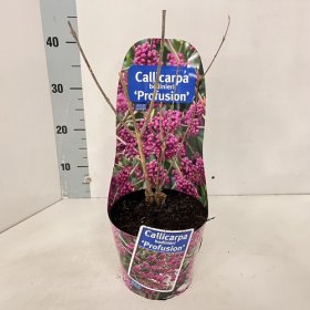 Dekoratyvinis krūmas, vaisuolė "Profusion", vazonėlio skersmuo 17 cm.