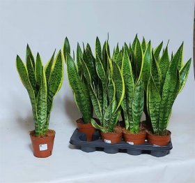 Kambarinis augalas, sanseverija "Laurentii", vazonėlio skersmuo 14 cm.