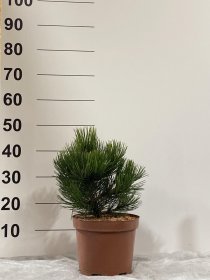 Spygliuotis, pušis "Mint Truffle", vazonėlio skersmuo 23 cm.