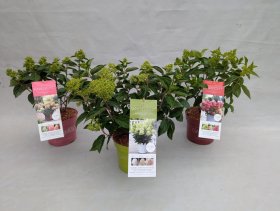 Dekoratyvinis krūmas, hortenzija šluotelinė "Garden Lights", vazonėlio skersmuo 17 cm.