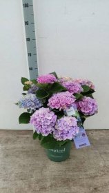 Dekoratyvinis krūmas, hortenzija didžialapė "Evoliut", vazonėlio skersmuo 23 cm.