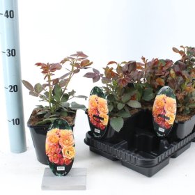 Daugiametė gėlė, rožė "Bonfire", vazonėlio skersmuo 14 cm.