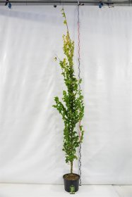 Dekoratyvinis medis, guoba olandinė "Wredei", vazonas 25 l.