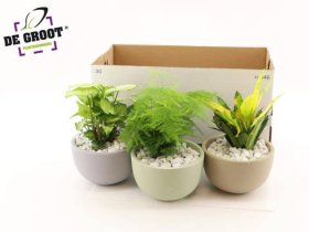 Kambarinis augalas, lapinių augalų kompozicija, įvairios, vazonėlio skersmuo 19 cm.