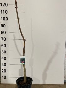 Dekoratyvinis medis, rausvažiedis kaštonas, vazonėlio skersmuo 21 cm.