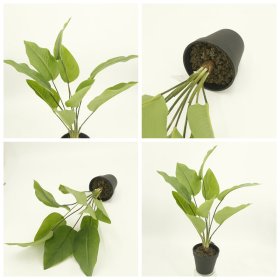 Dirbtinis augalas NOVELLY HOME DY1-5591A-GN Alokazija, vazone, 47 cm