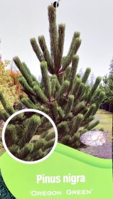 Spygliuotis, pušis juodoji "Oregon Green", vazonėlio skersmuo 30 cm.