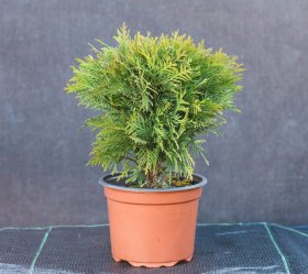 Spygliuotis, tuja vakarinė "Danica", vazonėlio talpa 2 l.