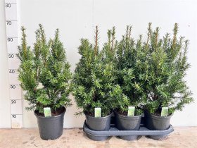 Spygliuotis, kukmedis tarpinis "Hicksii", vazonėlio skersmuo 19 cm.