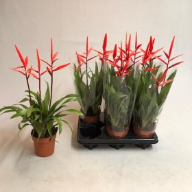 Kambarinis augalas, vriezija "Elan", vazono skersmuo 12 cm.