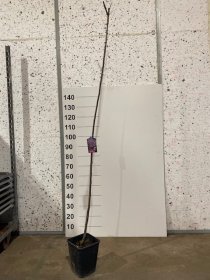 Dekoratyvinis medis, sakura "Pissardi", vazonėlio skersmuo 23 cm.