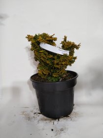 Spygliuotis, puskiparisis bukasis "Aurora", vazonas 2 l.