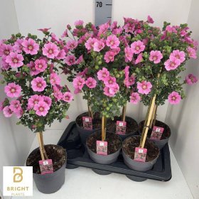 Vienmetė gėlė, dedešva "Cap El Princess", vazonėlio skersmuo 17 cm.