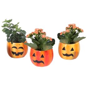 Kambarinis augalas, Helovyno kompozicija, įvairi, vazono skersmuo 11 cm.