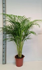 Kambarinis augalas, dipsis gelsvasis, vazono skersmuo 24 cm.