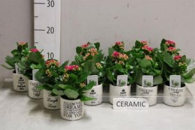 Kambarinis augalas, kompozicija "Kalanhoja", vazonėlio skersmuo 7 cm.