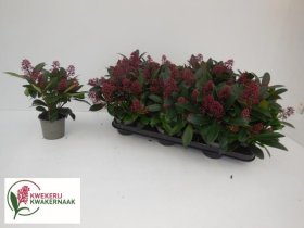 Dekoratyvinis krūmas, skimija japoninė "Rubella", vazonėlio skersmuo 11 cm.