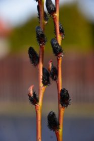 Dekoratyvinis medis, karklas, vazonas 2 l.