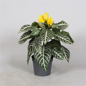 Kambarinis augalas, afelandra, vazonėlio skersmuo 13 cm.