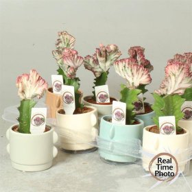 Kambarinis augalas, karpažolė "Lac Cristata", vazonėlio skersmuo 11 cm.