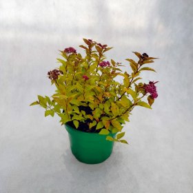 Dekoratyvinis krūmas, lanksva japoninė "Goldflame", vazonėlio skersmuo 20 cm.