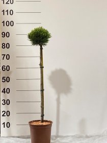 Spygliuotis, pušis "Smidtii", ant stiebo, vazonėlio skersmuo 22 cm.