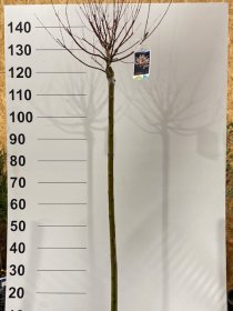 Dekoratyvinis medis, gluosnis "Hakuro Nish", vazonėlio skersmuo 21 cm.