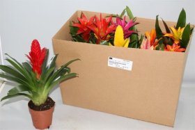 Kambarinis augalas, bromelija, įvairių spalvų, vazonėlio skersmuo 12 cm.