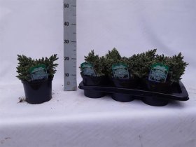 Spygliuotis, kadagys "Blue Star", vazonėlio skersmuo 17 cm.