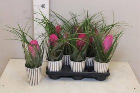 Kambarinis augalas, tilandsija "Cyanea Anita", vazonėlio skersmuo 9 cm.