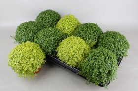 Kambarinis augalas, soleirolija, vazonėlio skersmuo 11 cm.