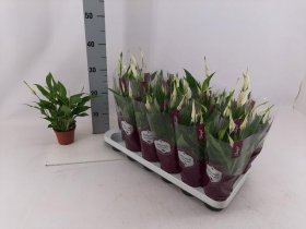 Kambarinis augalas, vėzdūnė "Chopin", vazonėlio skersmuo 9 cm.