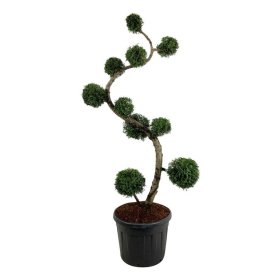 Spygliuotis, tuja vakarinė "Brabant" (Pom Pom), aukštis 175 cm., vazonas 90 l.