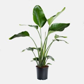 Kambarinis augalas, strelicija "Nicolai", vazonėlio skersmuo 19 cm.