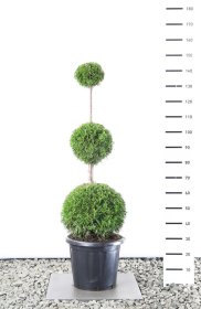 Spygliuotis, tuja vakarinė "Smaragd" (Pom Pom), aukštis 100 cm., vazonas 15 l.