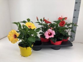 Kambarinis augalas, kinrožė "Syriacus", vazonėlio skersmuo 17 cm.