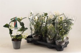 Kambarinis augalas, stefanotis, vazonėlio skersmuo 9 cm.