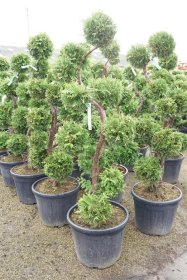 Spygliuotis, tuja vakarinė "Brabant" (bonsai), aukštis 125 cm., vazonas 55 l.