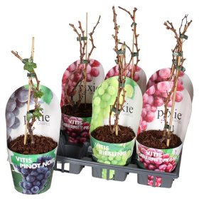 Vaiskrūmis, vynuogė "Vinifera", vazonėlio skersmuo 14 cm.