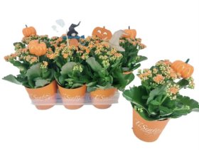 Kambarinis augalas, kalankė "Perfect Oran", vazono skersmuo 12 cm.