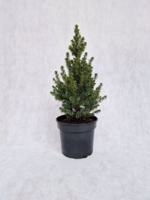 Spygliuotis, eglė baltoji "Daisy's white", vazonas 3 l.