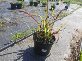 Žolinis augalas, imperata, vazonas 3 l.