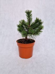 Spygliuotis, pušis kalninė "Corley's Mat", vazonas 3 l.