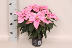 Kambarinis augalas, puansetija "So Pink", vazonėlio skersmuo 13 cm.