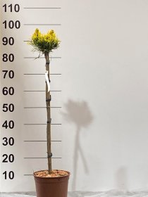 Spygliuotis, pušis "Wintergold", ant stiebo, vazonėlio skersmuo 23 cm.