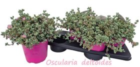 Kambarinis augalas, lamprantas "Roseus", vazonėlio skersmuo 17 cm.