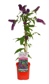 Dekoratyvinis krūmas, budlėja "Davido", vazonas 2 l.