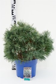 Spygliuotis, pušis veimutinė "Green Curls", aukštis 30-40 cm., vazonas 5 l.